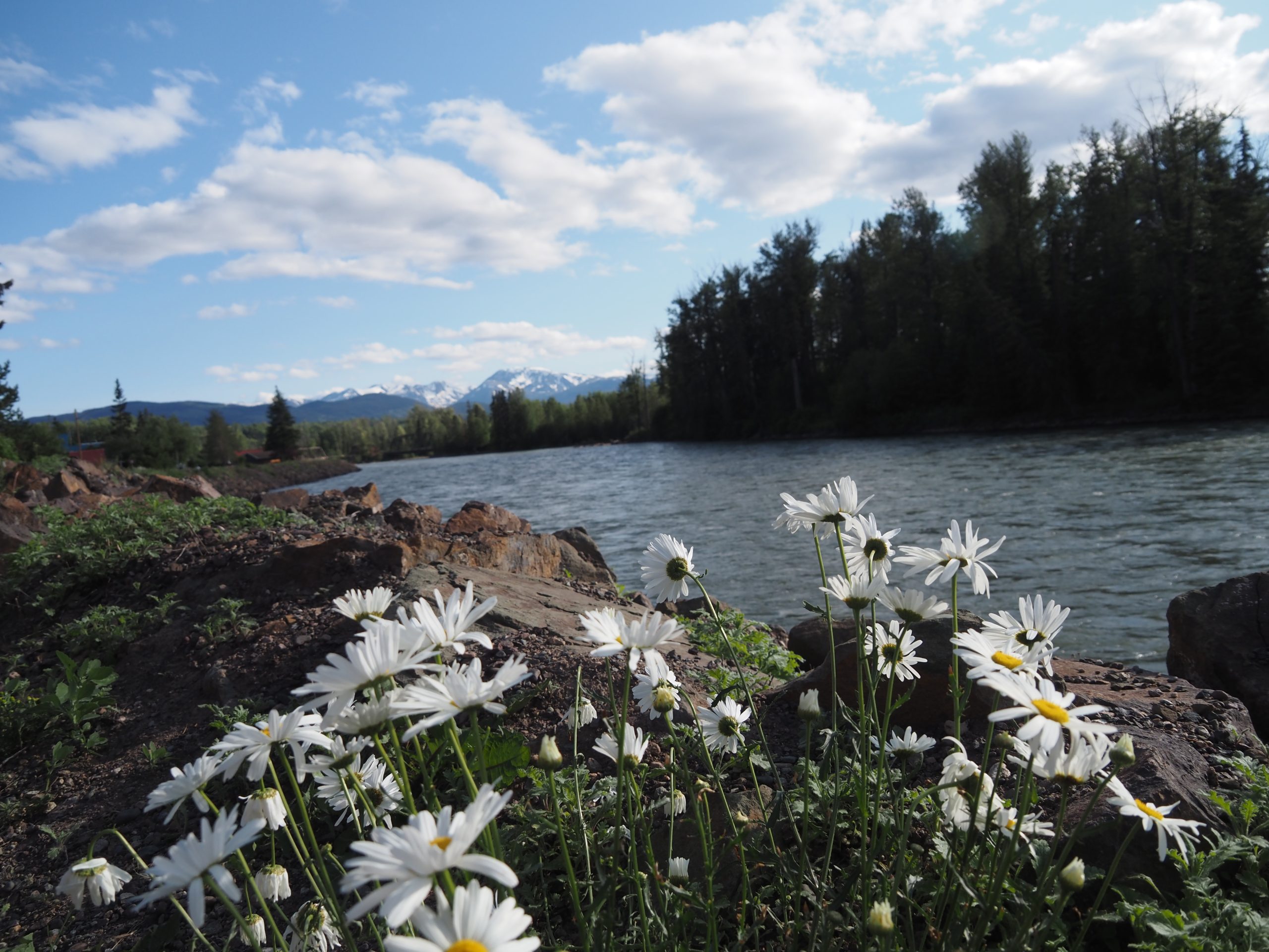 The Great Canadian 3 X 4 Road Trip – The Long Road Begins (Wells to Whitehorse)